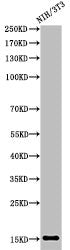 Western Blot analysis of 3T3 cells using Acetyl-Histone H2B (K5) Polyclonal Antibody
