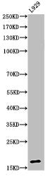 Western Blot analysis of L929 cells using Acetyl-Histone H3 (K23) Polyclonal Antibody