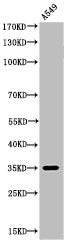 Acetyl-APEX1 (K6) Antibody – Figure 1 of 2