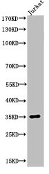 Acetyl-APEX1 (K7) Antibody – Figure 1 of 2