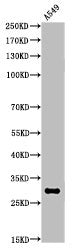 Western Blot analysis of A549 cells using Acetyl-ATF-5 (K29) Polyclonal Antibody
