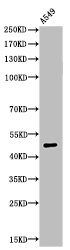 Western Blot analysis of A549 cells using Acetyl-EF-1 α1/2 (K41) Polyclonal Antibody