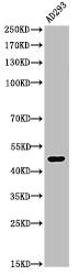 Western Blot analysis of AD293 cells using Acetyl-p53 (K370) Polyclonal Antibody