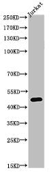 Western Blot analysis of JK cells using Acetyl-Tubulin α (K40) Polyclonal Antibody