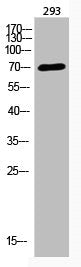 Western Blot analysis of 293 cells using Acetyl-BMAL1 (K538) Polyclonal Antibody