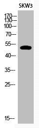 Western Blot analysis of SKW3 cells using Acetyl-p53 (K320) Polyclonal Antibody