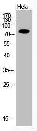 Western Blot analysis of Hela cells using Acetyl-Ub (K33) Polyclonal Antibody