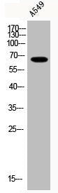 Western Blot analysis of A549 cells using Acetyl-Nrf2 (K599) Polyclonal Antibody