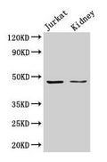ALDOA Antibody, HRP conjugated – Figure 1 of 2