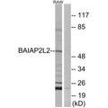 Western blot analysis of extracts from RAW264.7 cells, using BAIAP2L2 antibody.
