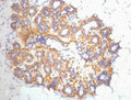 IHC staining of Human ovary tissue, diluted at 1:200.