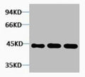 Western blot analysis of 1) Hela, 2) 3T3, 3) Rat Kidney tissue, diluted at 1:5000.