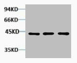 Western blot analysis of 1) Hela, 2) 3T3, 3) Rat Kidney tissue, diluted at 1:2000.