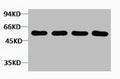 Western blot analysis of 1) Hela, 2) 3T3, 3) Mouse Brain, 4) Rat Brain tissue, diluted at 1:2000.