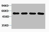 Western blot analysis of 1) Hela, 2) 3T3, 3) Mouse Brain, 4) Rat Brain tissue, diluted at 1:2000.