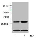 Western blot analysis of extracts from Hela cells, untreated (-) or treated, 1:2000.