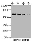 Western Blot
Positive WB detected in: Horse serum
All lanes: ALB antibody at 5.2µg/ml
Secondary
Goat polyclonal to rabbit IgG at 1/50000 dilution
Predicted band size: 69 kDa
Observed band size: 69 kDa