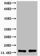 Western blot analysis of extracts from Hela cells, untreated (-) or treated, 1:2000.