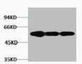 Western blot analysis of 1) Hela, 2) Mouse Brain, 3) Rat Brain tissue, diluted at 1:2000.