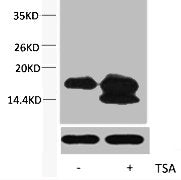 Western blot analysis of extracts from Hela cells, untreated (-) or treated, 1:5000.