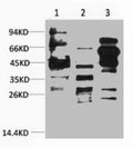 Western blot analysis of 1) Hela, 2) 3T3, 3) Rat Brain, diluted at 1:2000.