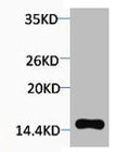 Phospho-Histone H2A.X (Thr120) Antibody – Figure 1 of 1