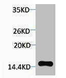 Phospho-Histone H2A.X (Thr120) Antibody – Figure 1 of 1