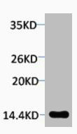 Western blot analysis of extracts from Hela cells, 1:2000.