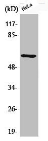 Phospho-AKT1 (S246) Antibody – Figure 1 of 3