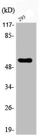 Phospho-AKT2 (S474) Antibody – Figure 1 of 2