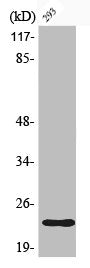 Phospho-BAD (S112) Antibody – Figure 1 of 1