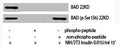 Phospho-BAD (S136) Antibody – Figure 1 of 1