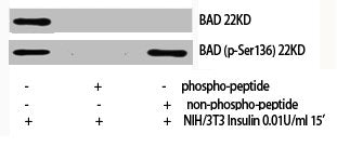 Phospho-BAD (S136) Antibody – Figure 1 of 1