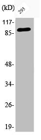 Western Blot analysis of 293 cells using Phospho-Catenin-β (S37) Polyclonal Antibody