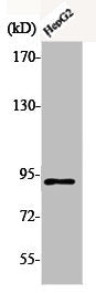 Western Blot analysis of HepG2 cells using Phospho-Catenin-β (T41/S45) Polyclonal Antibody