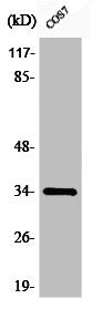 Western Blot analysis of COS7 cells using Phospho-Cdc2 (Y15) Polyclonal Antibody