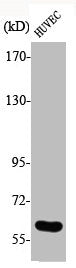 Phospho-CDC25C (S216) Antibody – Figure 1 of 2