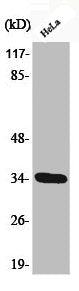 Western Blot analysis of HeLa cells using Phospho-Cdk2 (T160) Polyclonal Antibody