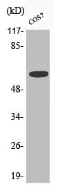 Phospho-CHEK2 (S516) Antibody – Figure 1 of 1