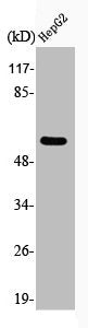 Western Blot analysis of HepG2 cells using Phospho-Cyclin B1 (S126) Polyclonal Antibody