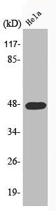 Western Blot analysis of HeLa cells using Phospho-Cyclin E1 (T395) Polyclonal Antibody