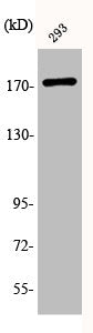 Western Blot analysis of 293 cells using Phospho-EGFR (T693) Polyclonal Antibody