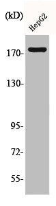 Phospho-EGFR (Y1092) Antibody – Figure 1 of 1