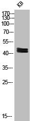 Western Blot analysis of KB cells using Phospho-ERK 1/2 (T202) Polyclonal Antibody