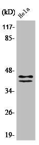 Western Blot analysis of HeLa cells using Phospho-ERK 1/2 (Y204) Polyclonal Antibody