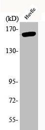 Western Blot analysis of HuvEc cells using Phospho-Flk-1 (Y1175) Polyclonal Antibody