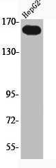 Western Blot analysis of HepG2 cells using Phospho-Flk-1 (Y1214) Polyclonal Antibody