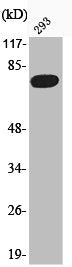 Phospho-FOXO1 (S319) Antibody – Figure 1 of 2
