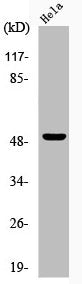 Western Blot analysis of HeLa cells using Phospho-GSK3α (S21) Polyclonal Antibody