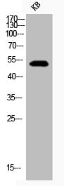 Western Blot analysis of KB cells using Phospho-GSK3α/β (Y279/216) Polyclonal Antibody